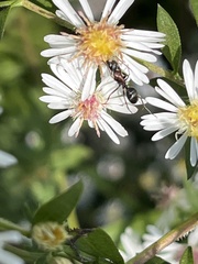 Formicinae