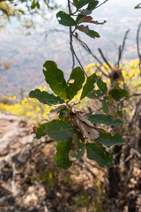 Terminalia catappa