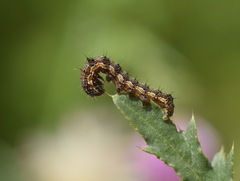 Helicoverpa armigera