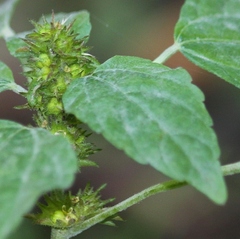 Acalypha rhomboidea