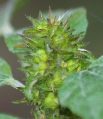 Acalypha rhomboidea