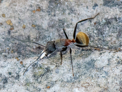 Camponotus pellarius