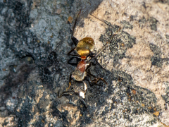 Camponotus pellarius