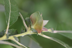 Rabdophaga rosaria
