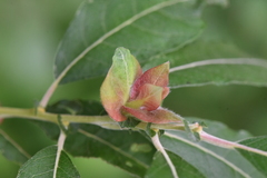 Rabdophaga rosaria