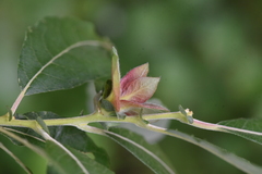 Rabdophaga rosaria