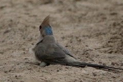 Urocolius macrourus