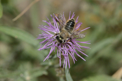 Megachile perihirta