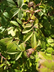 Rosa arkansana
