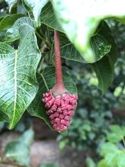 Sterculia foetida