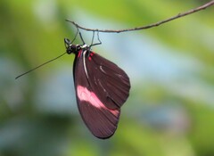 Heliconius erato hydara