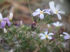 Leptosiphon melingii