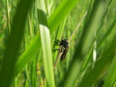 Dioctria atricapilla