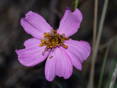 Cosmos crithmifolius