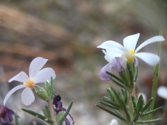 Leptosiphon melingii