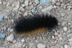 Apantesis incorrupta