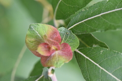 Rabdophaga rosaria