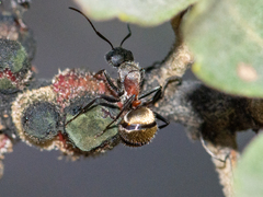 Camponotus pellarius