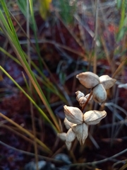 Scheuchzeria palustris