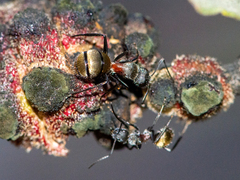 Camponotus pellarius
