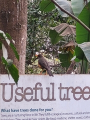 Turdus abyssinicus