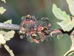 Camponotus pellarius