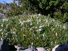Astragalus angustifolius
