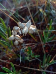 Scheuchzeria palustris