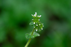 Cerastium glomeratum