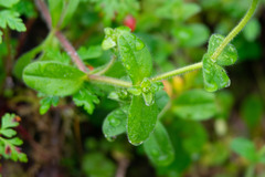 Cerastium glomeratum