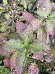 Hydrangea