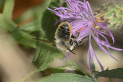 Megachile perihirta
