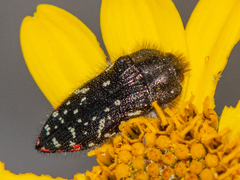 Acmaeodera rubronotata