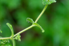 Cerastium glomeratum