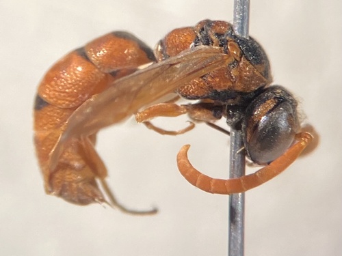 Pterocheilus sinopis