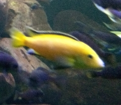 Labidochromis caeruleus