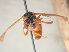 Pterocheilus sinopis