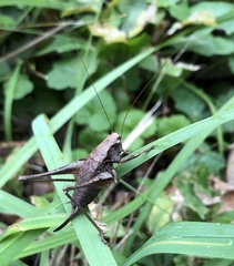 Pholidoptera griseoaptera