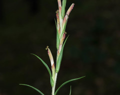 Castilleja chlorosceptron