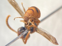 Pterocheilus sinopis