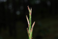 Castilleja chlorosceptron