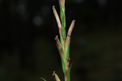 Castilleja chlorosceptron