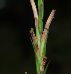 Castilleja chlorosceptron