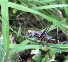 Pholidoptera griseoaptera