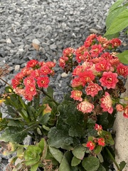 Kalanchoe