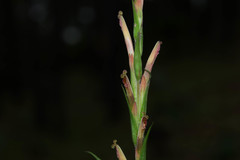 Castilleja chlorosceptron