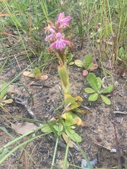Satyrium erectum