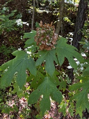 Hydrangea quercifolia