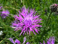 Centaurea ambigua