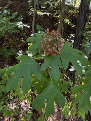 Hydrangea quercifolia